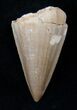 Fossil Mosasaurus Tooth #17022-1